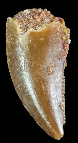 Serrated Raptor Tooth - Morocco #69563